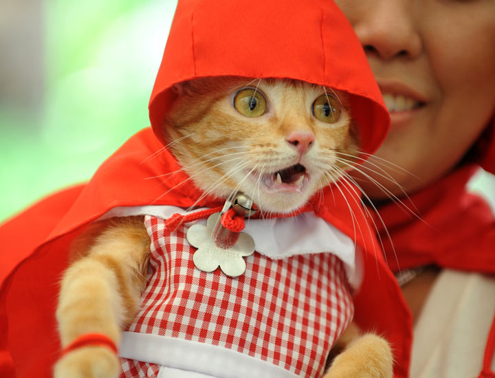 This is Rue the cat, dressed up as Little Red Riding Hood and clearly loving every minute of it. (Photo credit: NOEL CELIS/AFP/Getty Images)