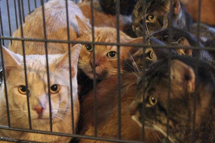 77 cats rescued montreal