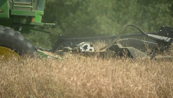 Rain slows down 2013 harvest, 79 per cent now combined across the province.