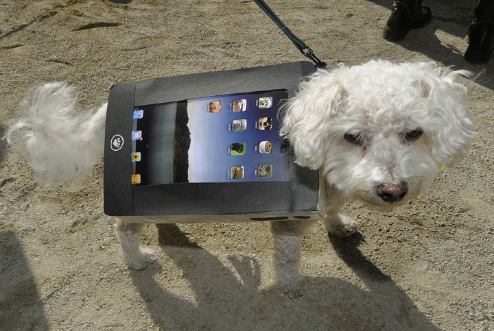 Meet Oscar the tech-savvy Bichon. (Photo credit: TIMOTHY A. CLARY/AFP/Getty Images)