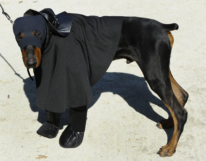 It’s Zorro to the rescue. No, wait. It’s a dog. (Photo credit: TIMOTHY A. CLARY/AFP/Getty Images)