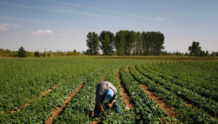The Harper government announces reforms to the controversial temporary foreign worker program on Friday.