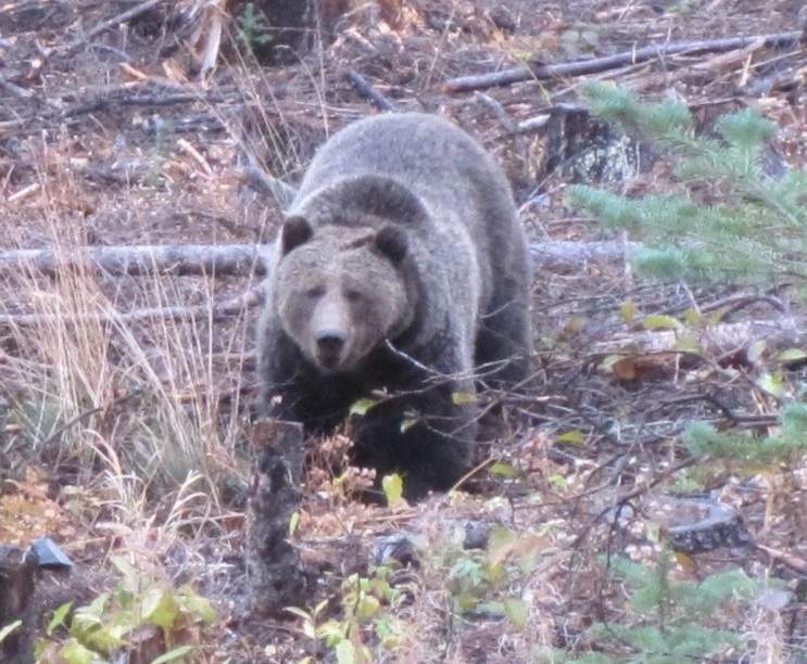 Grizzly bear. 