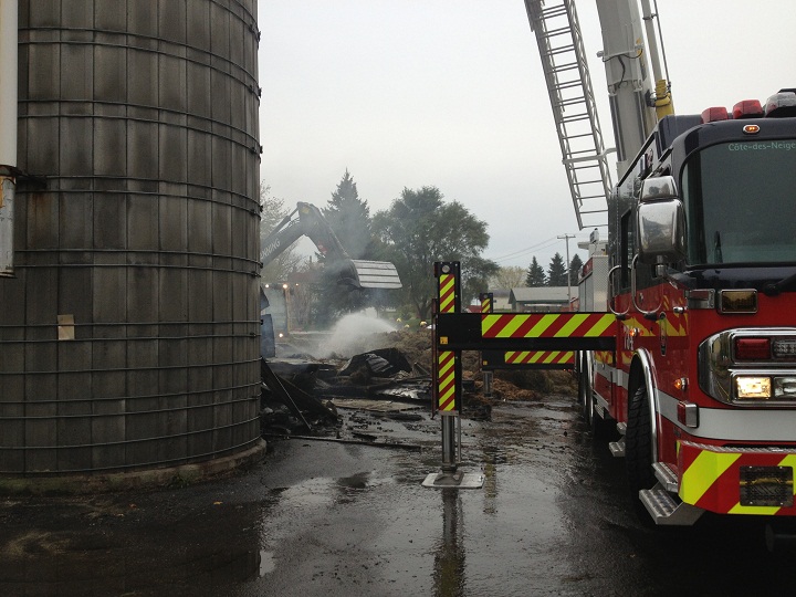 Over 100 cows were saved from death by fire on McGill Campus.
