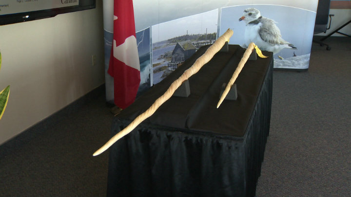 A New Brunswick man has received a record fine for illegally exporting 250 narwhal tusks, similar to these, into the US.