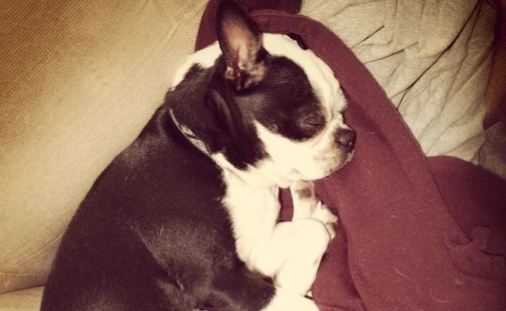Niyah was killed after escaping from its kennel on an Air Canada flight.