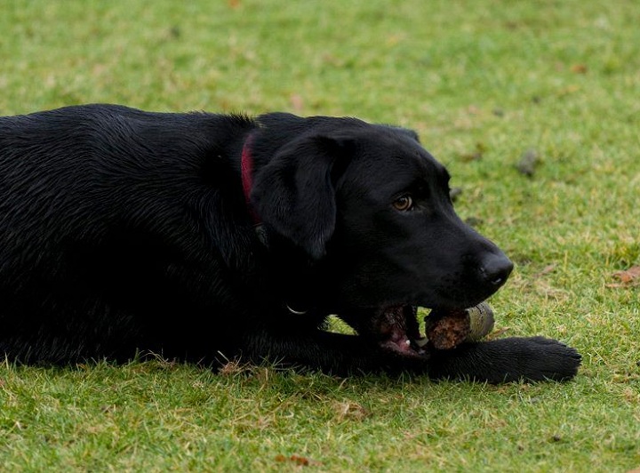 University of Alberta research is shedding light on the history of human-canine bonds.