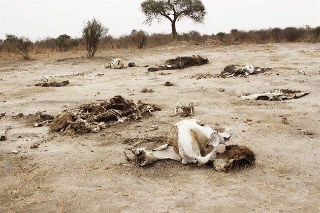 The poaching of elephants in Africa is a continuing problem.
