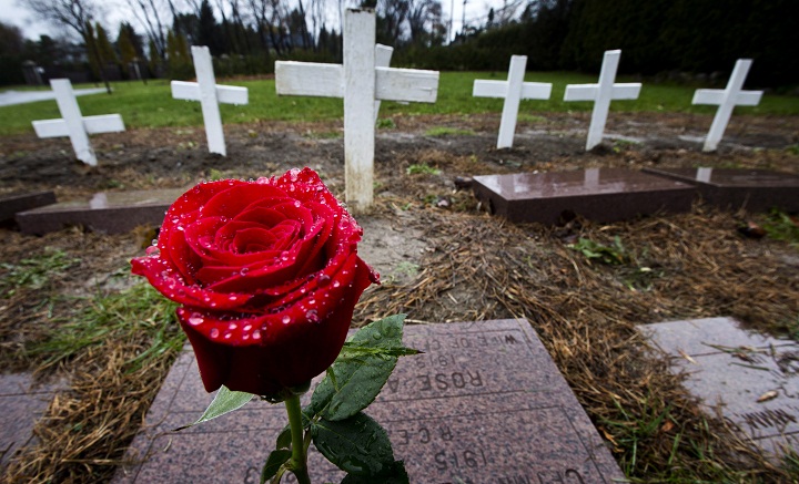 Montreal remembrance day rose