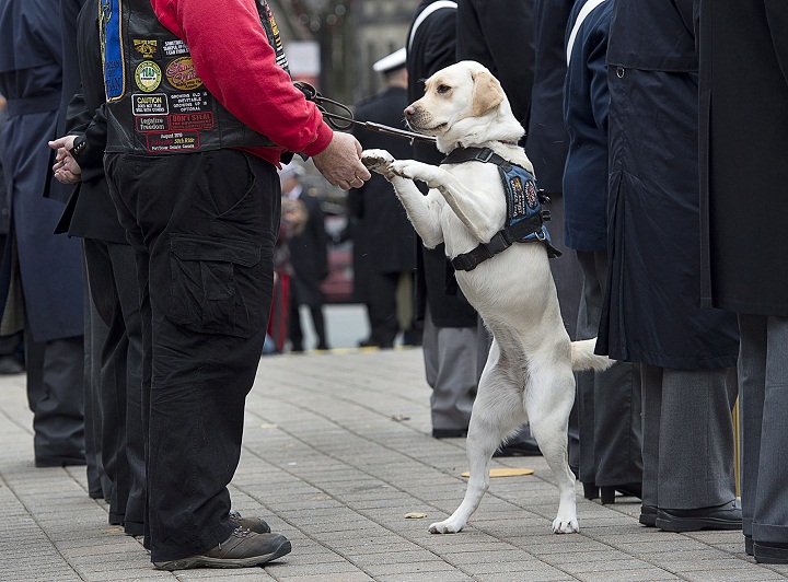 Thai, a service dog that helps his owner, Cedric Cousineau, a retired air force navigator who was awarded the Star of Courage, deal with post-traumatic stress disorder, attends the Remembrance Day ceremonies at the Grand Parade in Halifax on Monday, Nov. 11, 2013. (The Canadian Press/Andrew Vaughan)