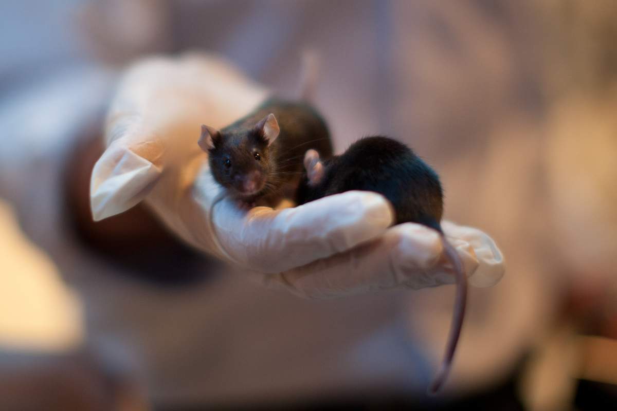 New research has demonstrated that the Zika virus can cause long-term effects in the fertility of male mice.