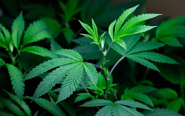A file photo of a marijuana plant.