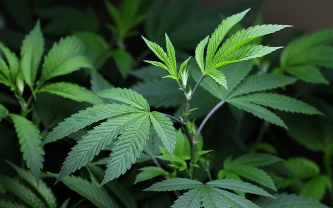 Petition to force referendum on B.C.’s marijuana laws goes up in smoke - image