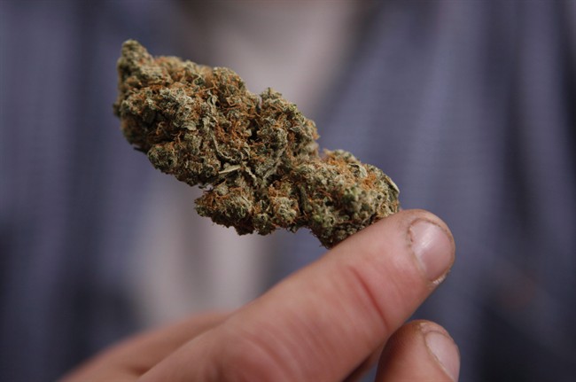 Saskatchewan man guilty of marijuana possession argues he is a heavy pot user to beat drug trafficking charge.