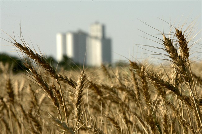 The Saskatchewan Wheat Development Commission wants the federal government to hold consultations before changing the Canada Grains Act.