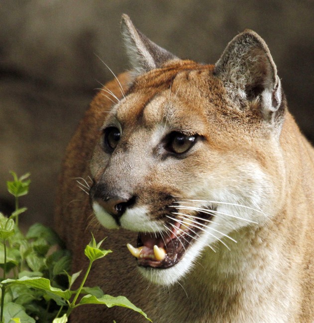 FILE: A cougar is pictured in Portland, Ore., Sept. 8, 2010. 