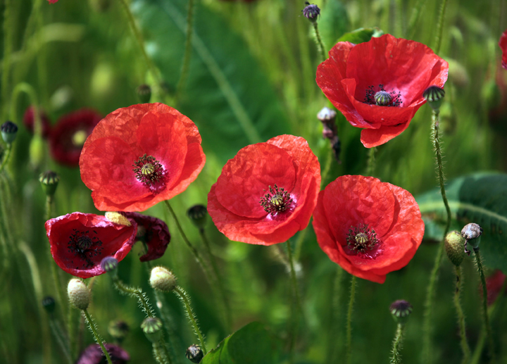 Remembrance Day ceremonies will be held across Winnipeg starting Friday.