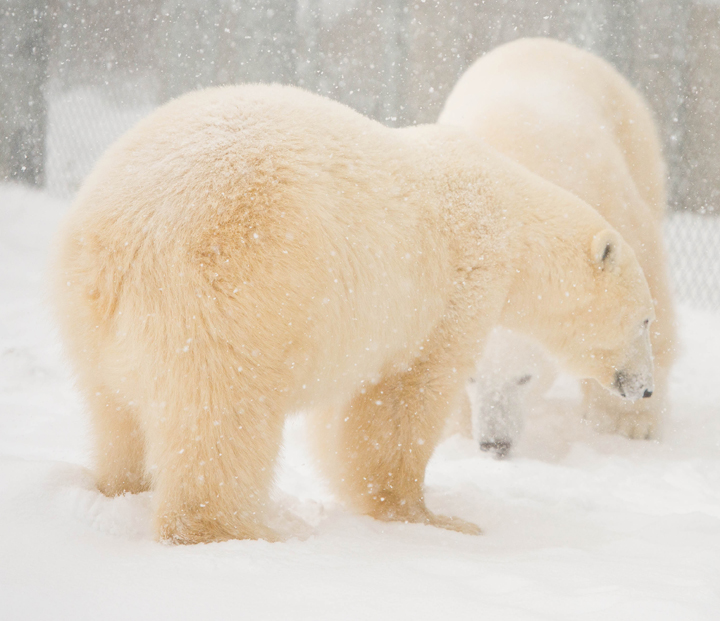 Hudson and Storm check each other out for the first time Wednesday at the Assiniboine Park Zoo.