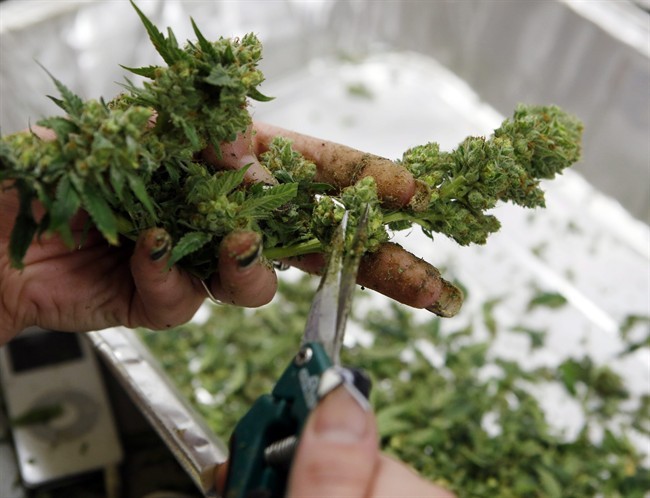 Colorado marijuana