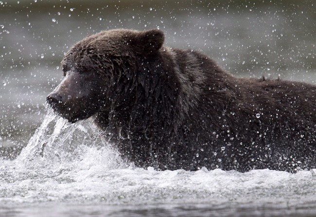 A grizzly bear fishes along a river in Tweedsmuir Provincial Park near Bella Coola, B.C.