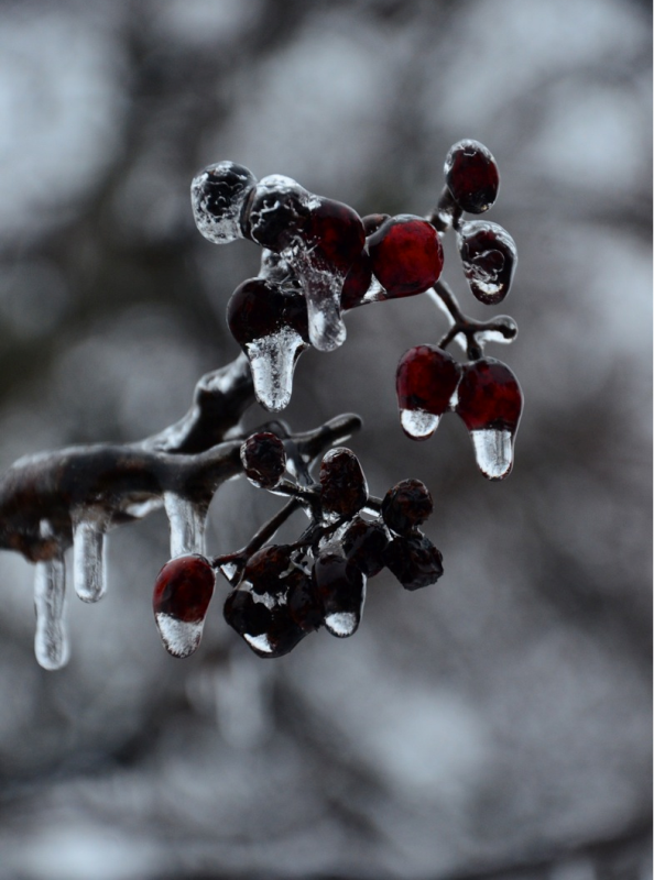 Ice hangs from a branch following a winter storm in Ajax, Ont. (Kevin Buffit/ Global News)