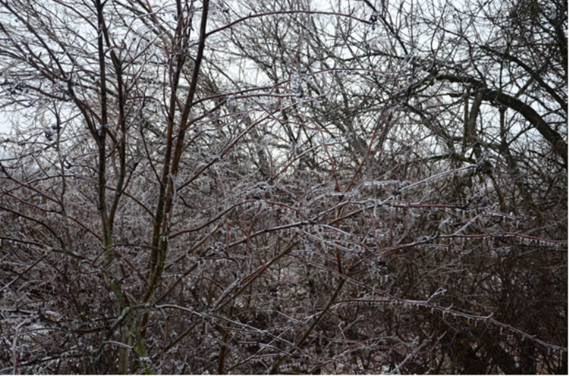 Ice hangs from a branch following a winter storm in Ajax, Ont. (Kevin Buffit/ Global News)
