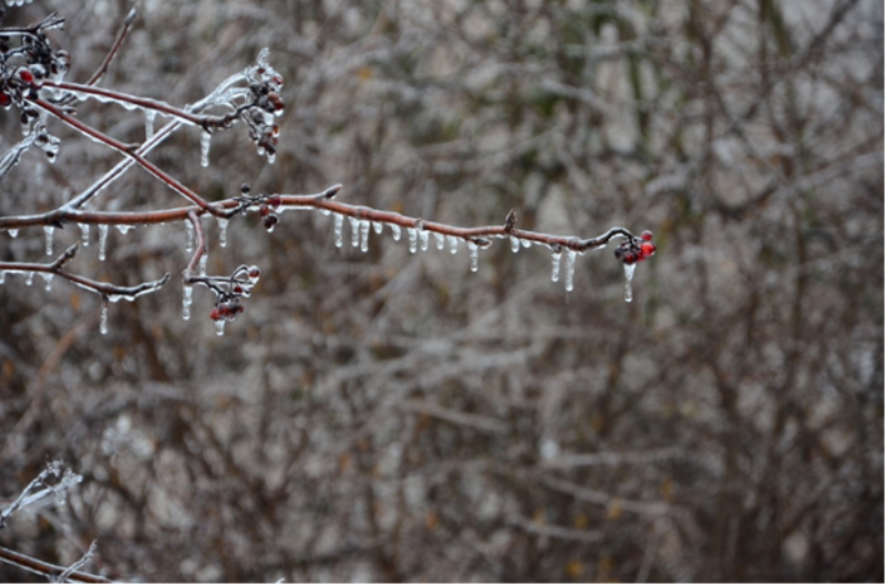 Ice hangs from a branch following a winter storm in Ajax, Ont. (Kevin Buffit/ Global News)