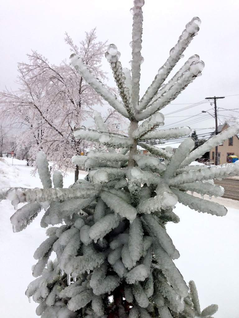 Thick chunks of ice stick to a tree after a winter storm slammed parts of Ontario. (Anthony Farnell/Global News)