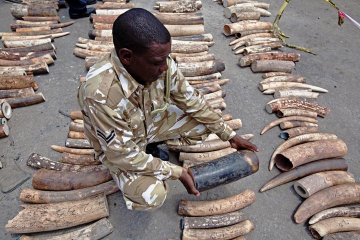 A Kenya Wildlife Service (KWS) Ranger inspects a confiscated ivory consignment at the Mombasa Port on October 8, 2013. 