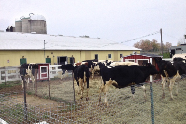 Over 100 cows were saved from certain death in a fire at McGill University’s Macdonald Campus in Ste-Anne-de-Bellevue on October 31, 2013.
