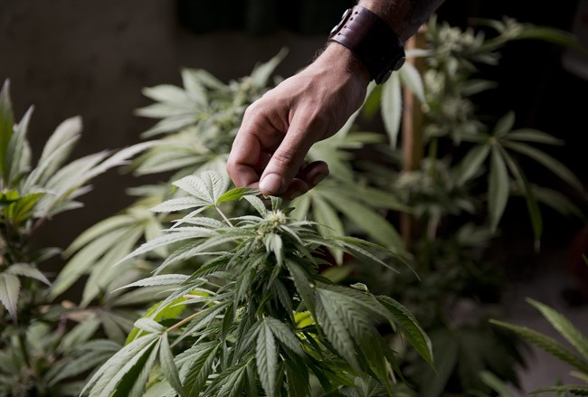 Marcelo Vazquez, a marijuana grower, checks the leaves of his marijuana plants on Dec. 9, 2013. (File photo).