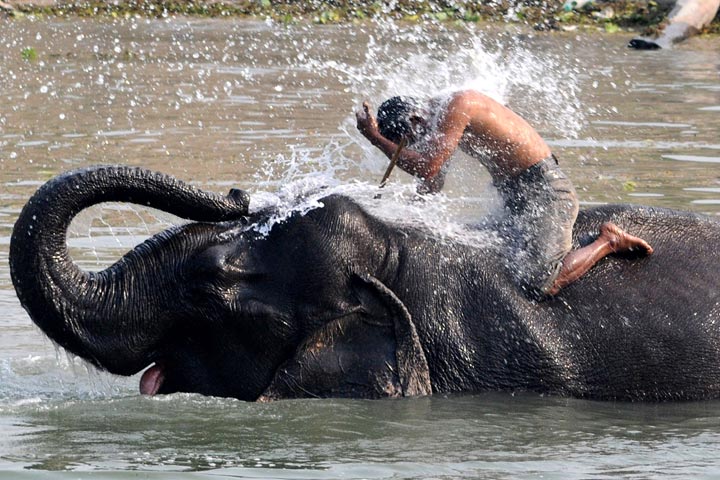 A man receives a dousing from an elephant at the Pobitora Wildlife Sanctuary in India. (Biju Boro/AFP/Getty Images)