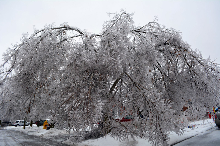 Trees damaged on Primrose Crescent in Brampton, Ontario. December 23, 2013