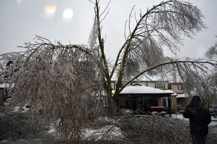 Trees damaged on Primrose Crescent in Brampton, Ontario. December 23, 2013