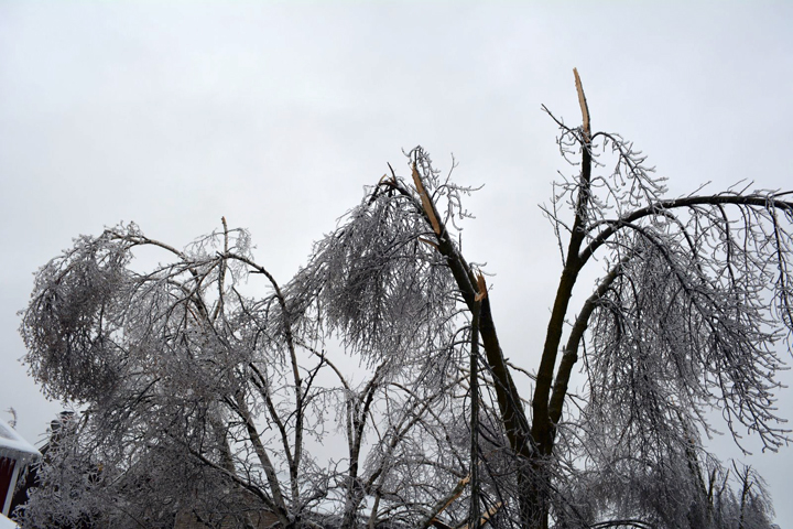 Trees damaged on Primrose Crescent in Brampton, Ontario. December 23, 2013