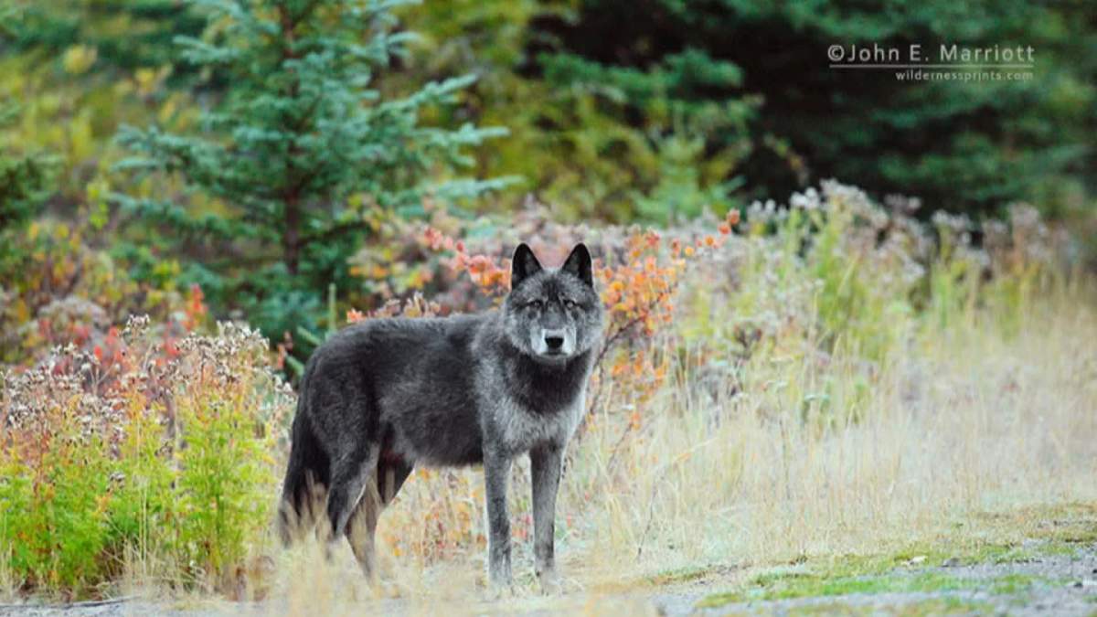 A wolf in the wild.