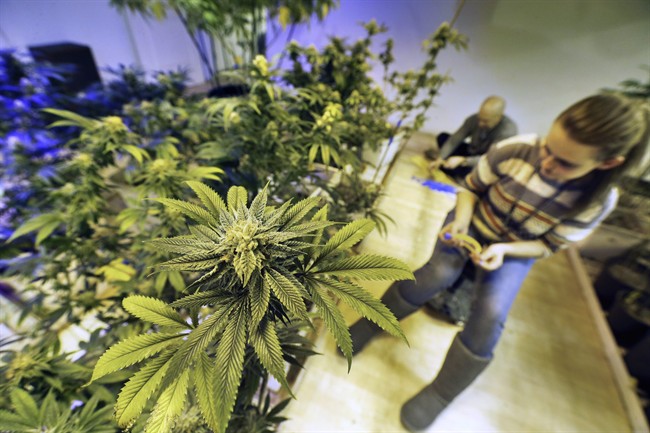 Colorado marijuana