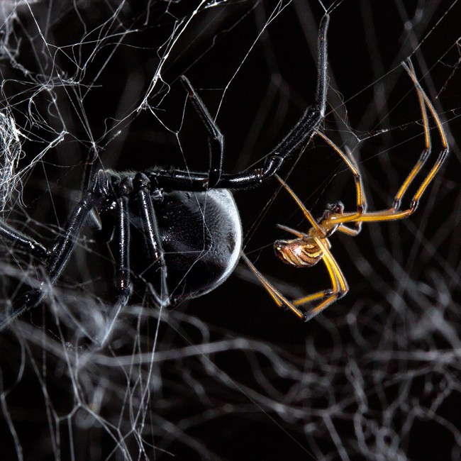 The black widow spider. (The Canadian Press/Handout from Simon Fraser University)