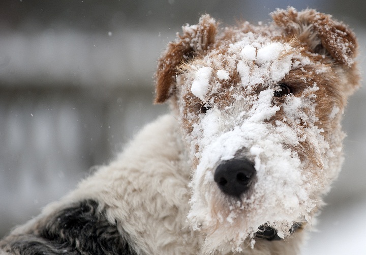 A fine snow covers a dog playing on the snow on December 30, 2011 in Oberhof, eastern Germany.