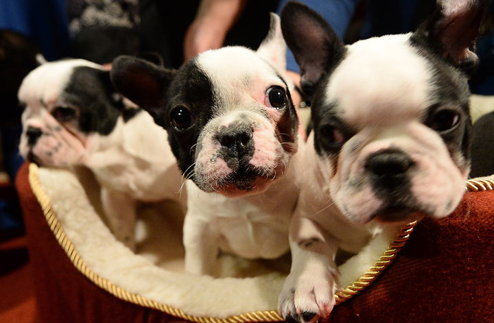 This picture of French Bulldog puppies might give you a good idea as to why the breed is gaining in popularity.