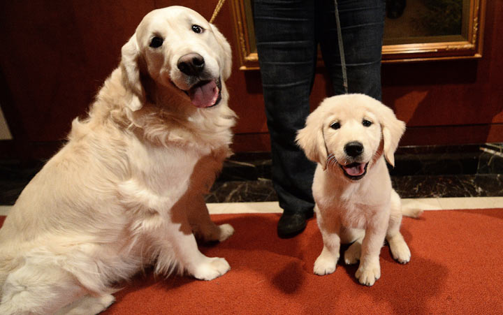 A puppy and adult Golden Retriever pose as the 2013 most popular dog breeds in the US are unveiled to the press at the American Kennel Club in New York on January 31, 2014.