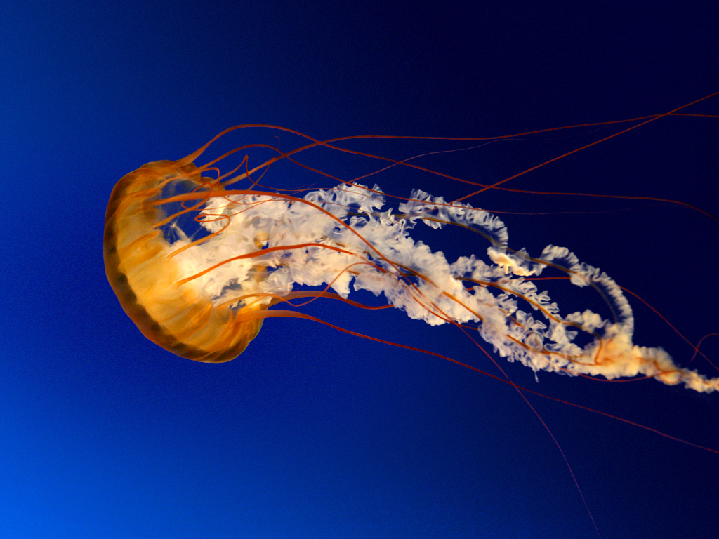 Halifax scientist asking people to be on the lookout for slimy jellyfish - image