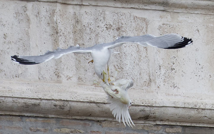 Papal 'peace' dove attacked
