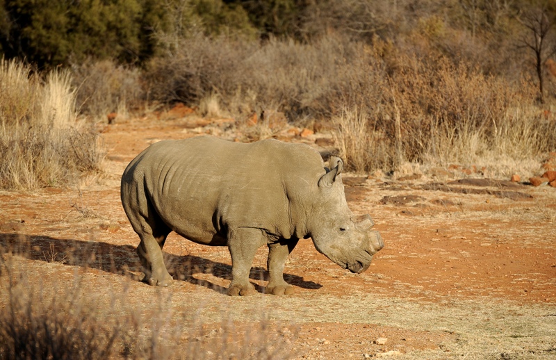 A black dehorned rhinoceros walks on August 3, 2012 at the Bona Bona Game Reseve, 200 kms southeast of Johannesburg. South Africa has seen a devastating increase in poaching in recent years as black-market demand for rhino horn has grown.