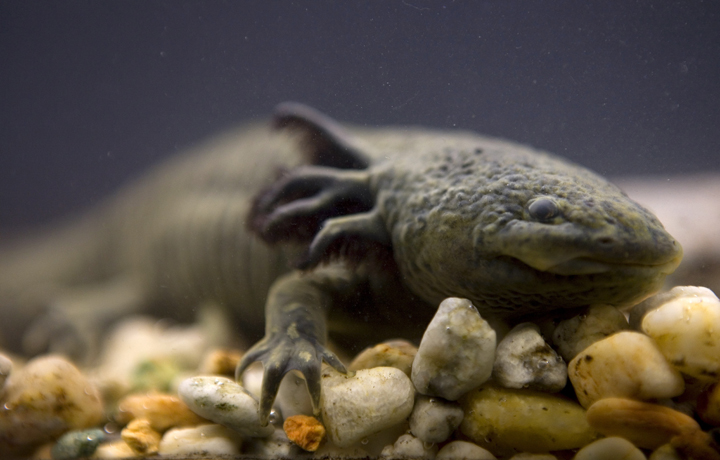 FILE - In this Sept. 27, 2008 file photo, a salamander-like axolotl, also known as the "water monster" and the "Mexican walking fish," swims in a tank at the Chapultepec Zoo in Mexico City.