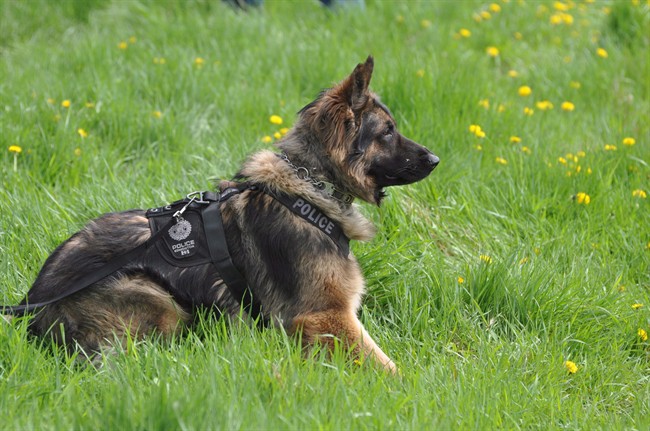 Man responsible for Quanto’s death sentenced to 26 months - image
