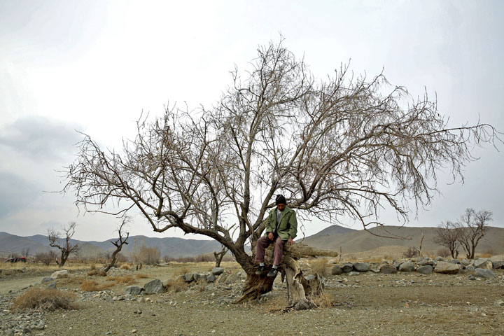 An Iranian gardener, sits on a dry tree near Lake Oroumieh.