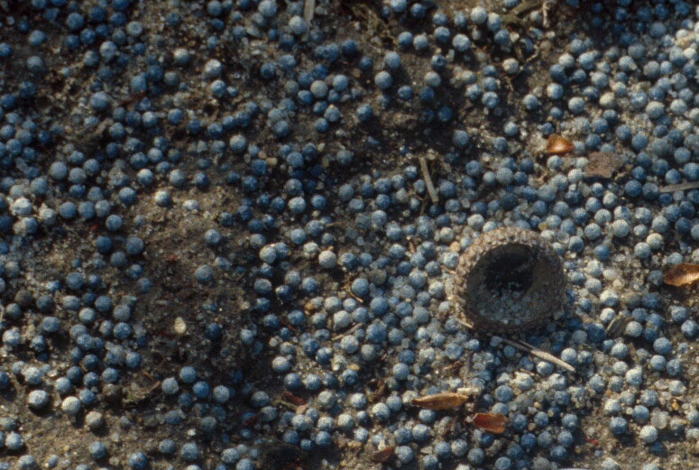 Lead shot on the ground at a shooting range.