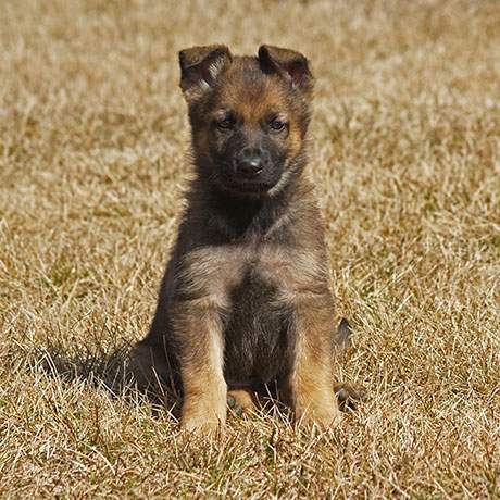 RCMP ask Canadian kids to help name 10 new service dogs born in Innisfail, Ab.