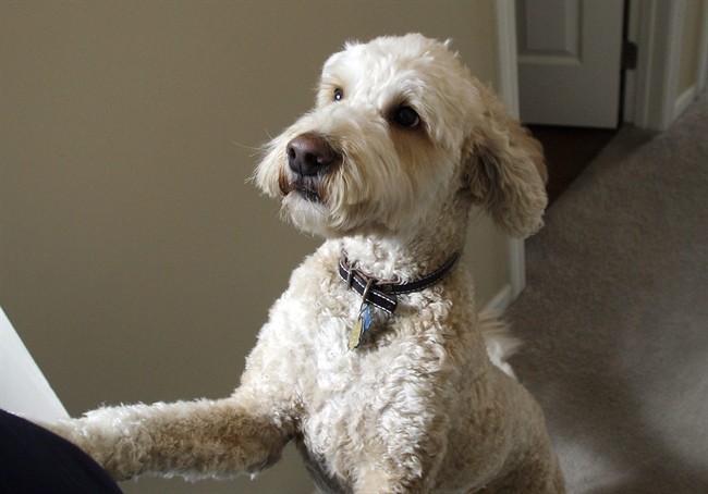 Judge throws out ‘poop and scoop’ lawsuit between neighbours - image